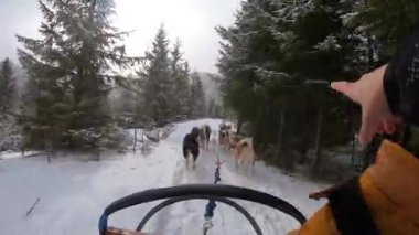 POV, güneşli bir günde kar üzerinde bir insanla birlikte kızak köpeklerini çeken ilk kişi.