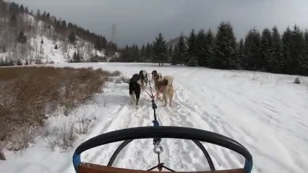 Pov Első Személy Kilátás Szánkó Kutyák Húzza Csapat Személy Télen — Stock videók