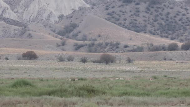 Goitered Gazelle Stádo Národním Parku Vashlovani Gruzii Horkém Letním Dni — Stock video