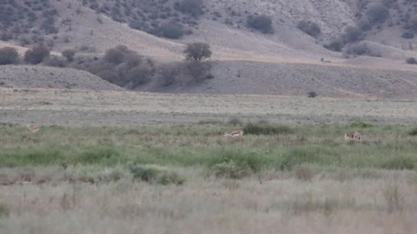 Troupeau Gazelles Goitered Dans Parc National Vashlovani Géorgie Par Une — Video