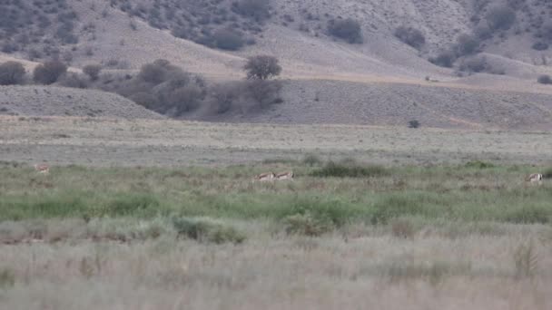 Troupeau Gazelles Goitered Dans Parc National Vashlovani Géorgie Par Une — Video