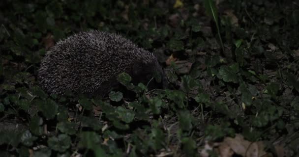 Closeup Cute Hedgehog Night Forest Leaves — Stock Video
