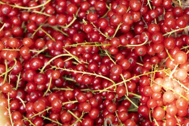 Frenk üzümü arkaplanı yazın parlak güneş ışığıyla olgunlaşır.