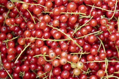 Frenk üzümü arkaplanı yazın parlak güneş ışığıyla olgunlaşır.