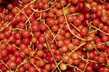 Frenk üzümü arkaplanı yazın parlak güneş ışığıyla olgunlaşır.