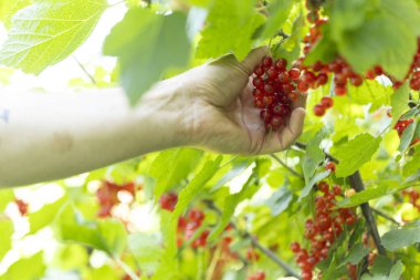 Bahçedeki çalılıklardan üzümlü üzümü toplayan ellerin yakın çekimi Yazın parlak ışıkla