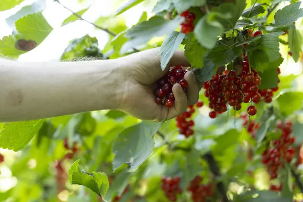 Closeup of hands picking red currant ripe from bush in garden with bright light in summer
