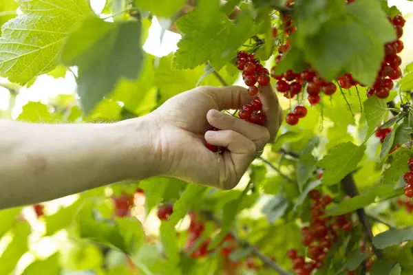 Closeup of hands picking red currant ripe from bush in garden with bright light in summer