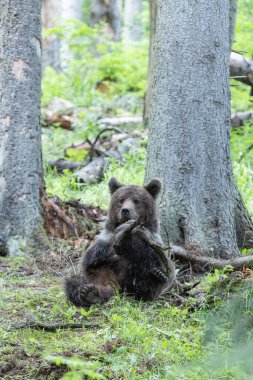 Kahverengi ayı ursus arctos ladin ormanında oturmuş bulutlu bir günde dalla oynuyor.