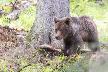 Bulutlu bir günde yeşil ladin ormanında duran ayı portresi