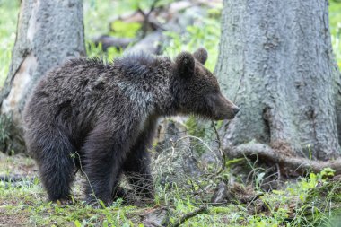 Bulutlu bir günde yeşil ladin ormanında duran ayı portresi