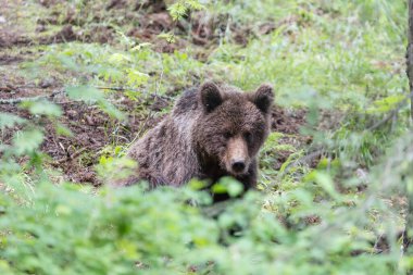 Bulutlu bir günde yeşil ladin ormanında duran ayı portresi