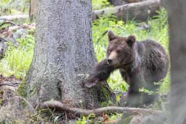 Bulutlu bir günde yeşil ladin ormanında duran ayı portresi