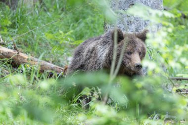 Kahverengi ayı güneşli bir günde çayır ve çimlerle yeşil ladin ormanında yürüyor.