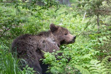 Kahverengi ayı portresi, güneşli bir günde çimlerle yeşil bir çayırda yürüyor.