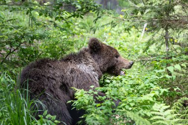 Kahverengi ayı güneşli bir günde çayır ve çimlerle yeşil ladin ormanında yürüyor.