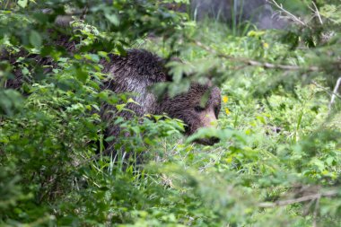 Yazın ladin ormanlarında yürüyen kahverengi ayı ursus arctos portresi.