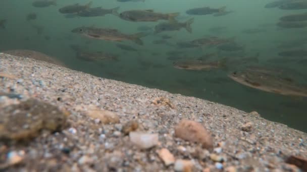Під Водою Крупним Планом Школа Малих Прісноводних Риб Плавають Чистій — стокове відео
