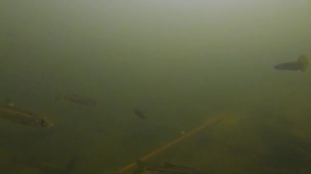 Υποβρύχια Closeup Της Σχολής Μικρών Ψαριών Γλυκού Νερού Που Κολυμπούν — Αρχείο Βίντεο