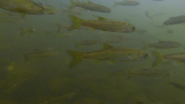 깨끗한 강물에서 물고기의 학교의 — 비디오