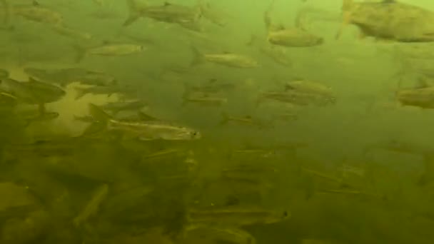Під Водою Крупним Планом Школа Малих Прісноводних Риб Плавають Чистій — стокове відео