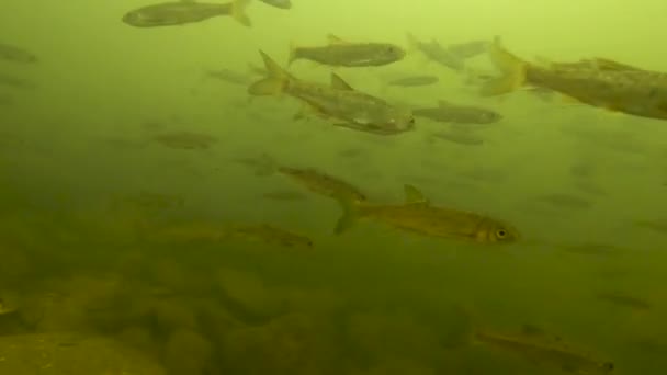 Suyun Altında Temiz Nehir Suyunda Yüzen Küçük Tatlı Balığı Sürüsünün — Stok video