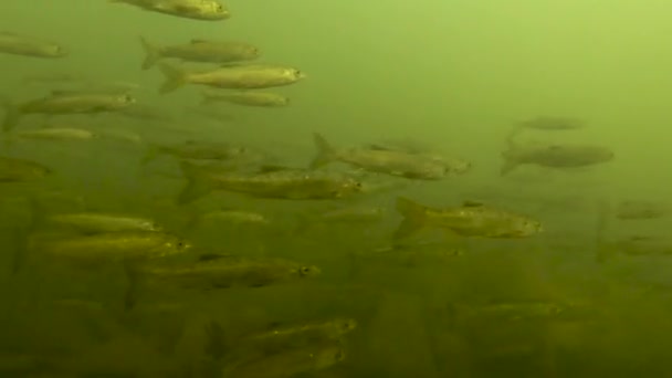 Υποβρύχια Closeup Της Σχολής Μικρών Ψαριών Γλυκού Νερού Που Κολυμπούν — Αρχείο Βίντεο