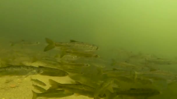 Podwodne Zbliżenie Szkoły Małych Ryb Słodkowodnych Pływających Czystej Wodzie Rzecznej — Wideo stockowe