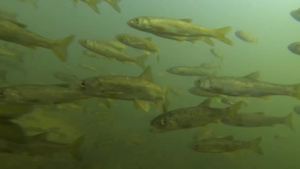 Podvodní Detailní Záběr Školy Malých Sladkovodních Ryb Plavání Čisté Říční — Stock video