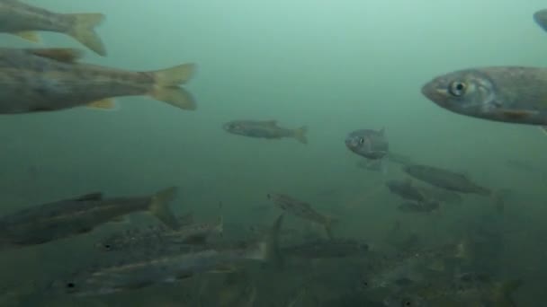 清澈河水中的淡水鱼群水下特写 — 图库视频影像