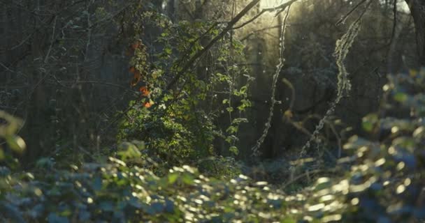 Bakgrundsbelyst Svärm Insekter Grön Skog Vid Solnedgången — Stockvideo