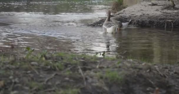 Geese River Water Cleaning Feathers Bathing While Swimming Sunset — Stock Video