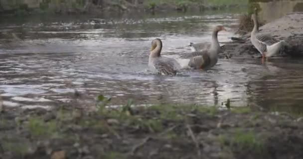 川の水のガチョウは日没で泳いでいる間羽毛と入浴をきれいにする — ストック動画