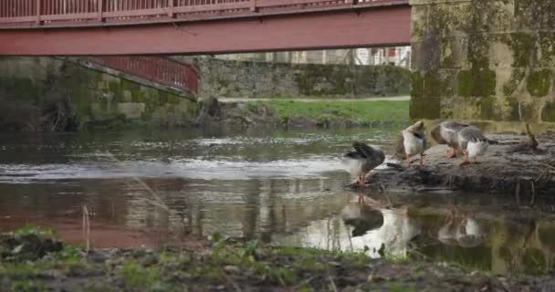 川岸のガチョウは 日没に橋を渡る子供と水と母親で羽をクリーニング — ストック動画