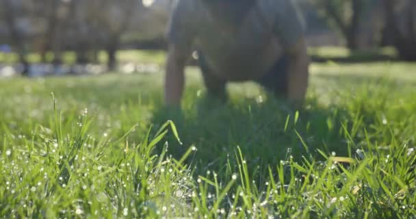 Ofokus Ung Man Gör Armhävningar Parken Grönt Gräs Med Solig — Stockvideo