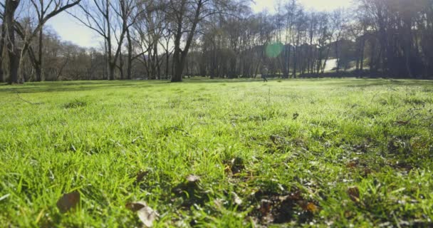 Jongeman Rent Het Park Een Zonnige Dag Naar Camera — Stockvideo