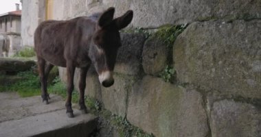 Meraklı eşekler sürüsü yaklaşıyor. Şirin kahverengi katır sürüsü.
