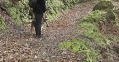 Ormanda gün batımında koşan ve oynayan iki köpeği olan genç bir kadın..