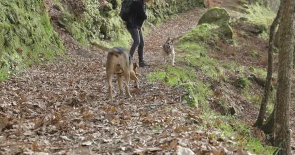 Молодая Женщина Двумя Собаками Осеннем Лесу Тропинке Играет Палками Бегает — стоковое видео