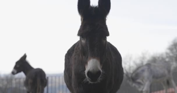 Pendekatan Kawanan Keledai Yang Penasaran Cute Pack Dari Keledai Coklat — Stok Video