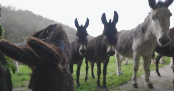 一群好奇的驴子组成的小团体 漂亮的棕色骡子 — 图库视频影像
