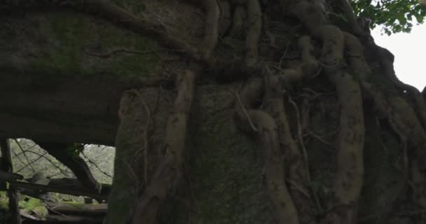 호기심 당나귀 무리의 귀여운 — 비디오