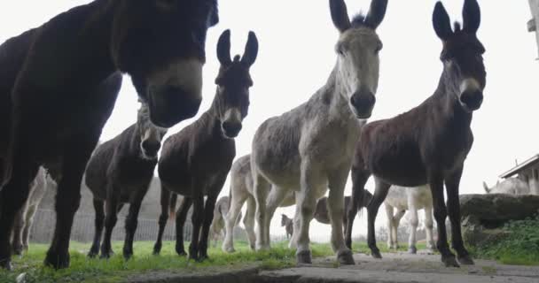 一群好奇的驴子组成的小团体 漂亮的棕色骡子 — 图库视频影像