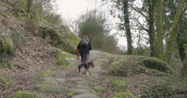 Femeie Doi Câini Mergând Deal Pădure Apusul Soarelui — Videoclip de stoc