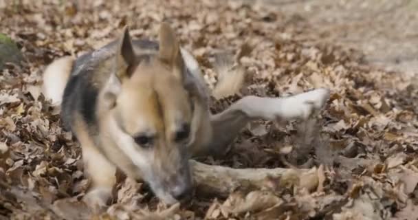 Крупним Планом Портрет Собаки Палицею Лісі Сидячи Сонячний День — стокове відео
