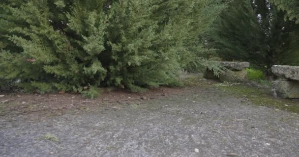 Banco Piedra Antiguo Jardín Entre Árboles Verdes Atardecer — Vídeos de Stock