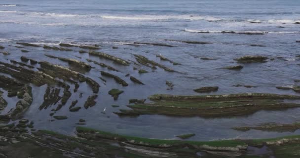 晴れた日に波釣りをする大西洋の岩の上に移動する小さなイグレット — ストック動画