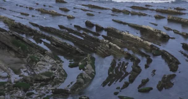 Μικρή Egret Κινείται Βράχους Στον Ατλαντικό Ωκεανό Ακτή Κύματα Αλιείας — Αρχείο Βίντεο