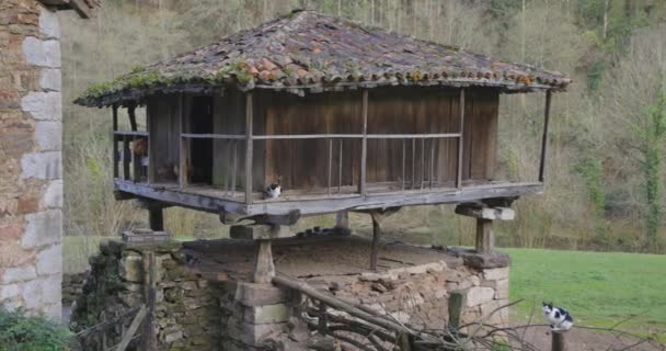 阿斯图里亚斯的Orreo粮仓式的旧仓库建筑 乡下有小鸡和猫 在公路旁的森林里 — 图库视频影像