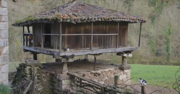 Orreo Sýpka Staré Skladovací Budovy Asturii Kuřaty Kočkami Venkově Les — Stock video